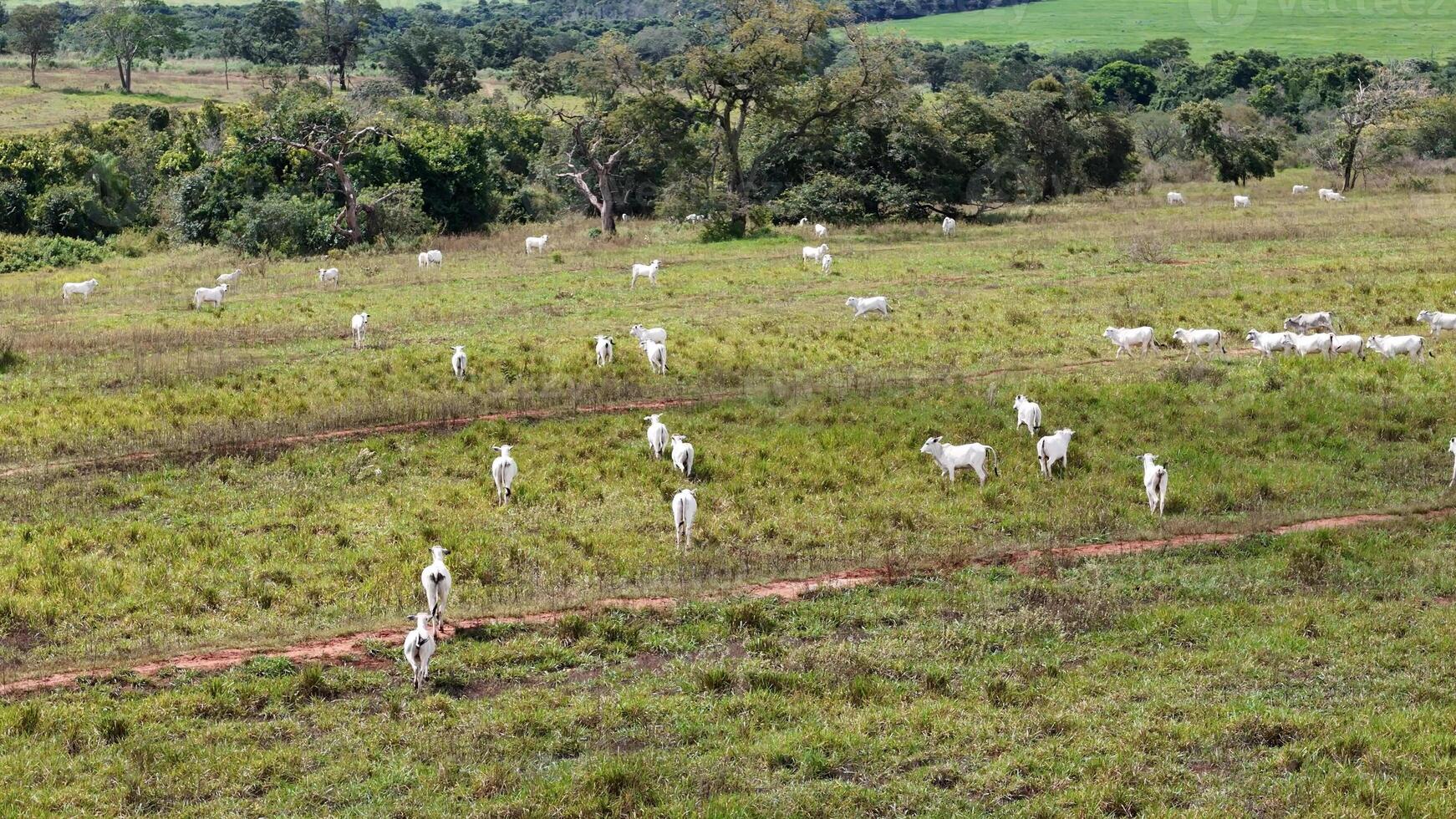 field pasture area with white cows grazing photo