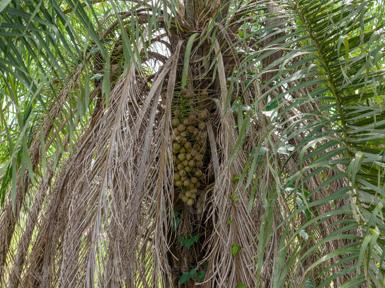 Macaw Palm Fruits photo