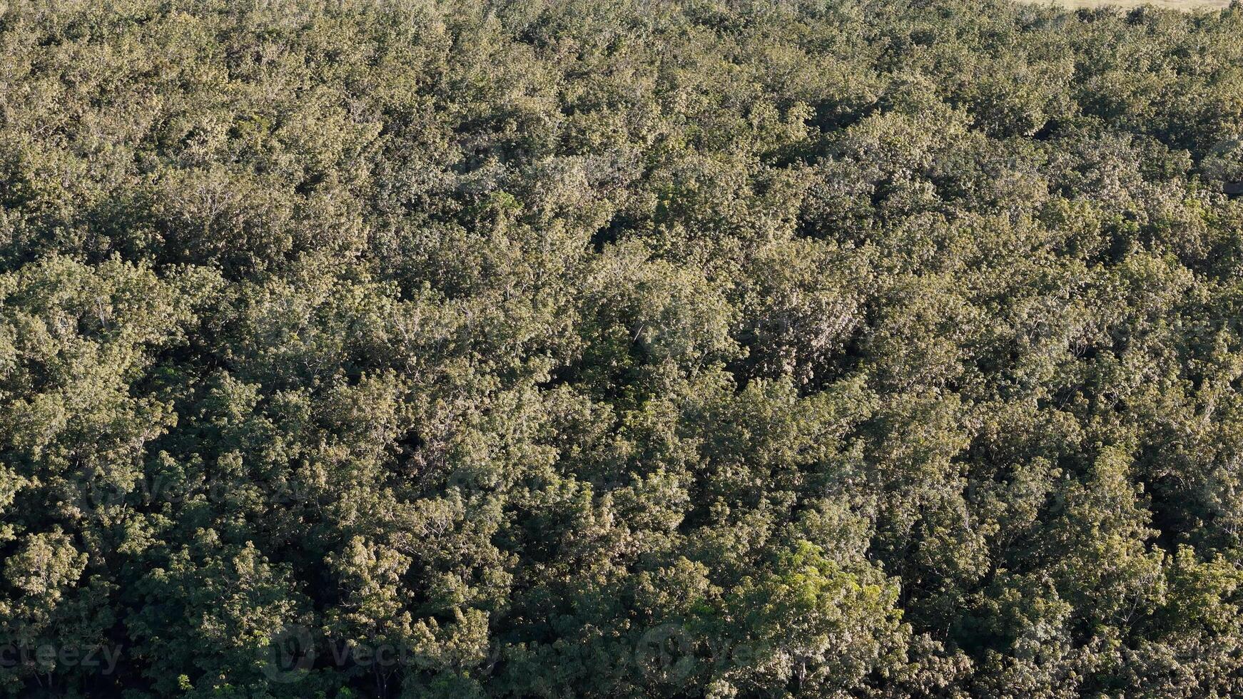 caucho árbol bosque para látex extracción foto