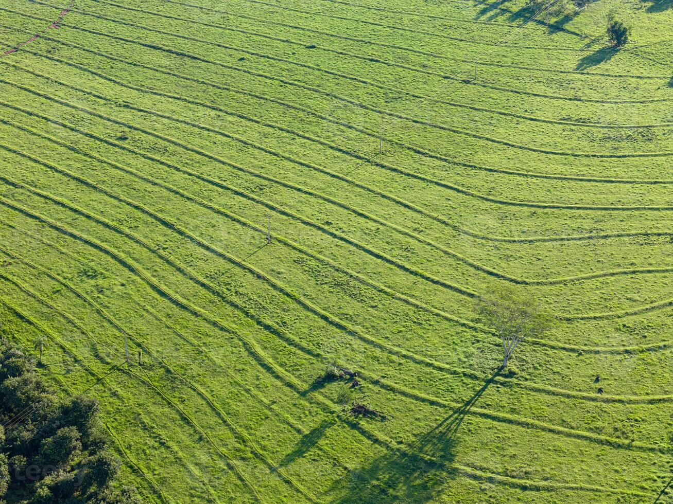 pasture area with contour lines in field photo
