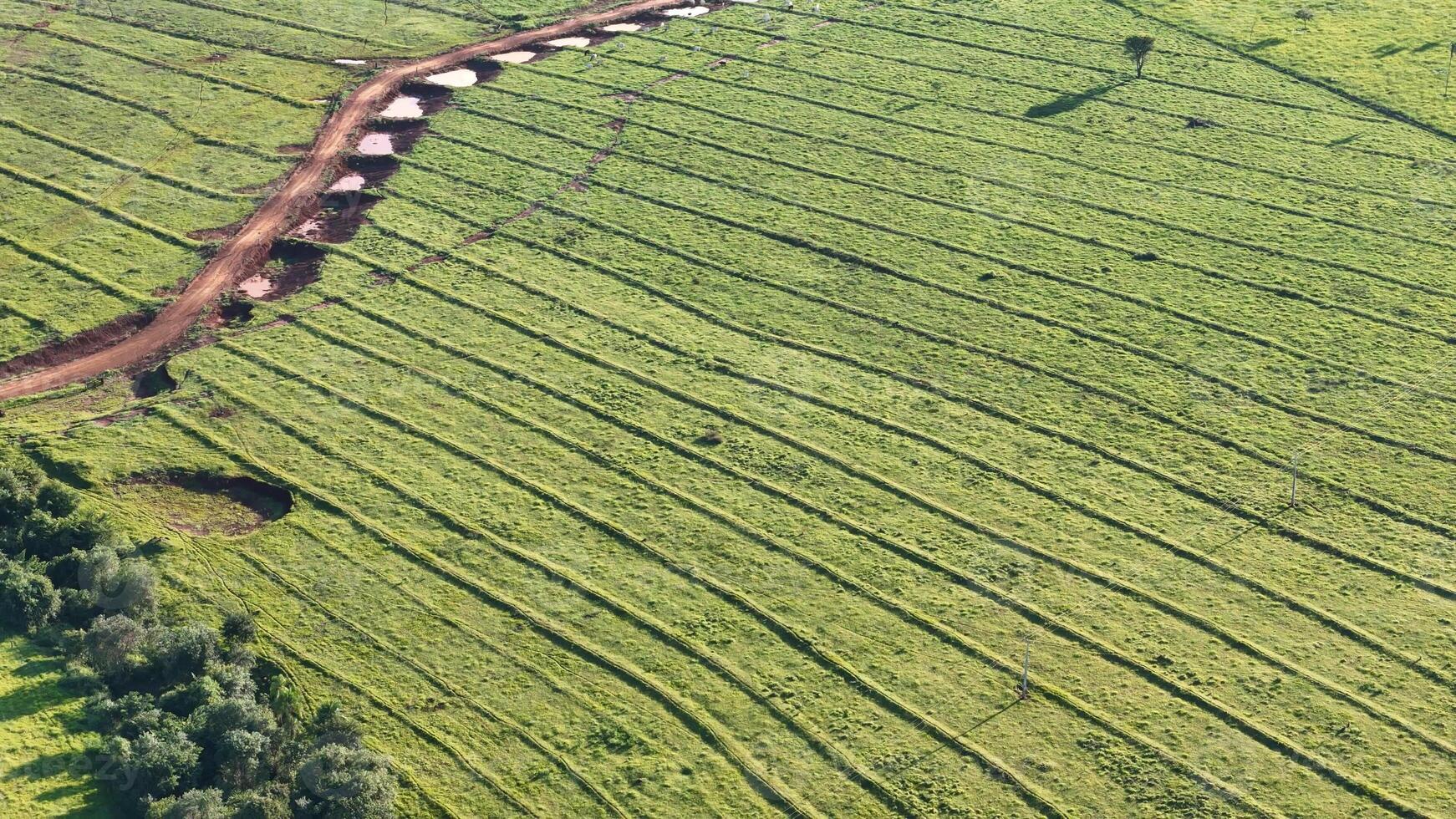 pasture area with contour lines in field photo