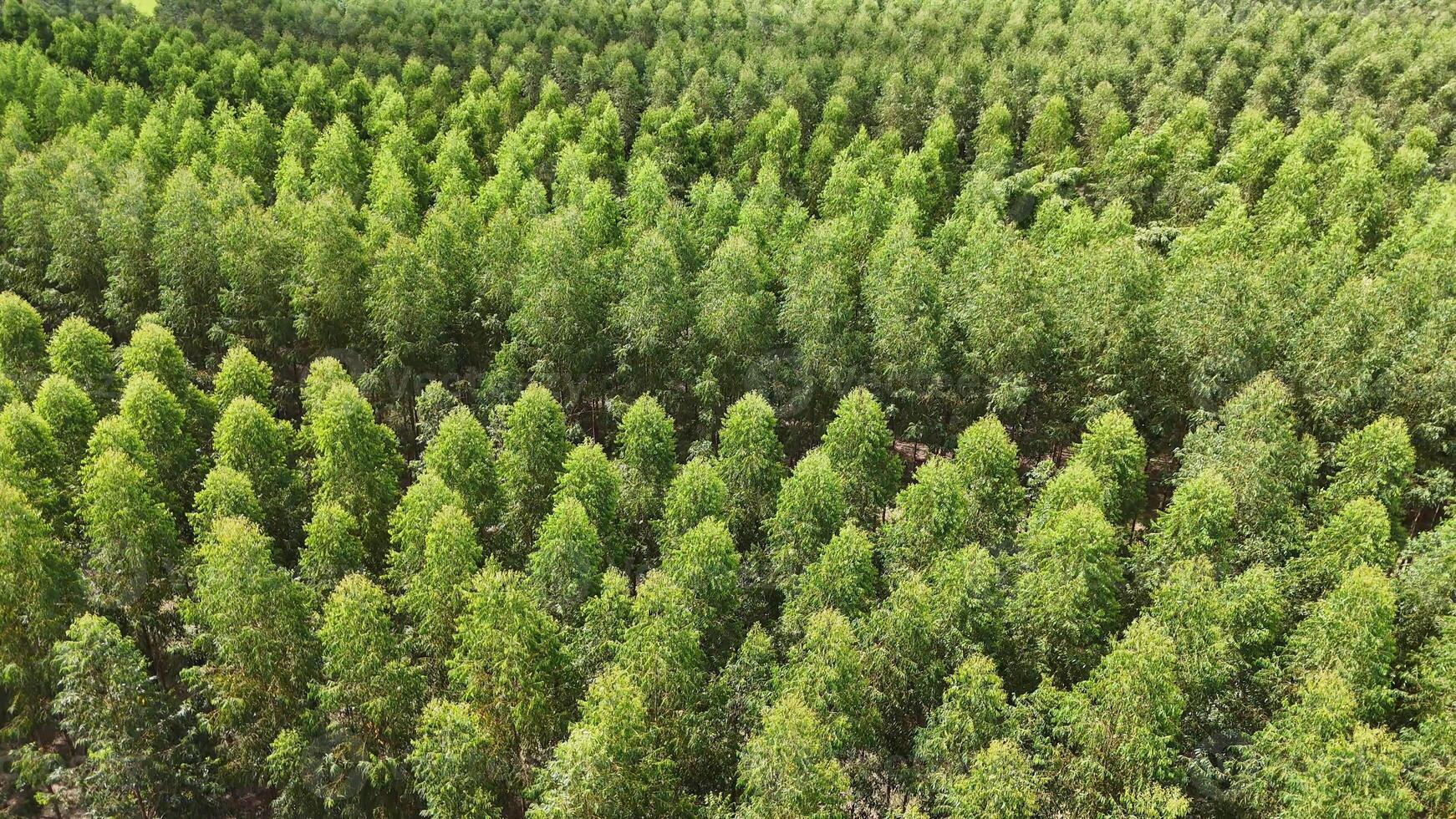 cultivation of eucalyptus trees photo