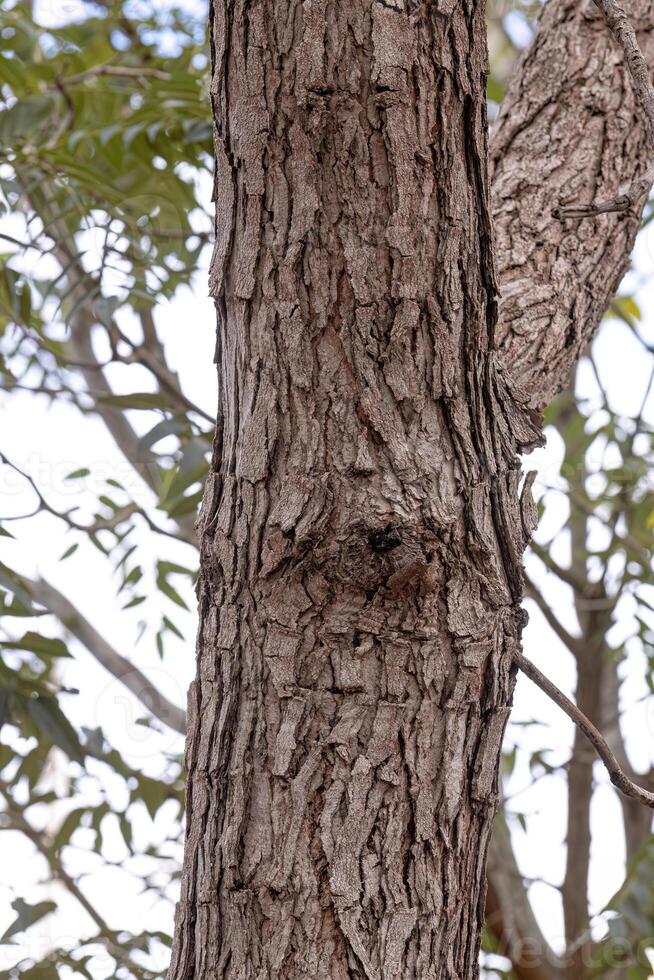 Pekea Nut Tree Trunk photo