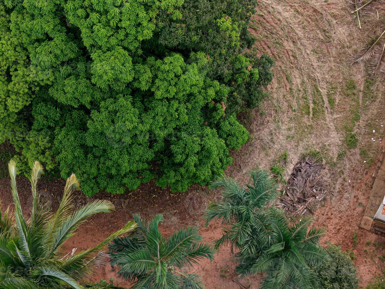 mango tree canopy and palm trees photo