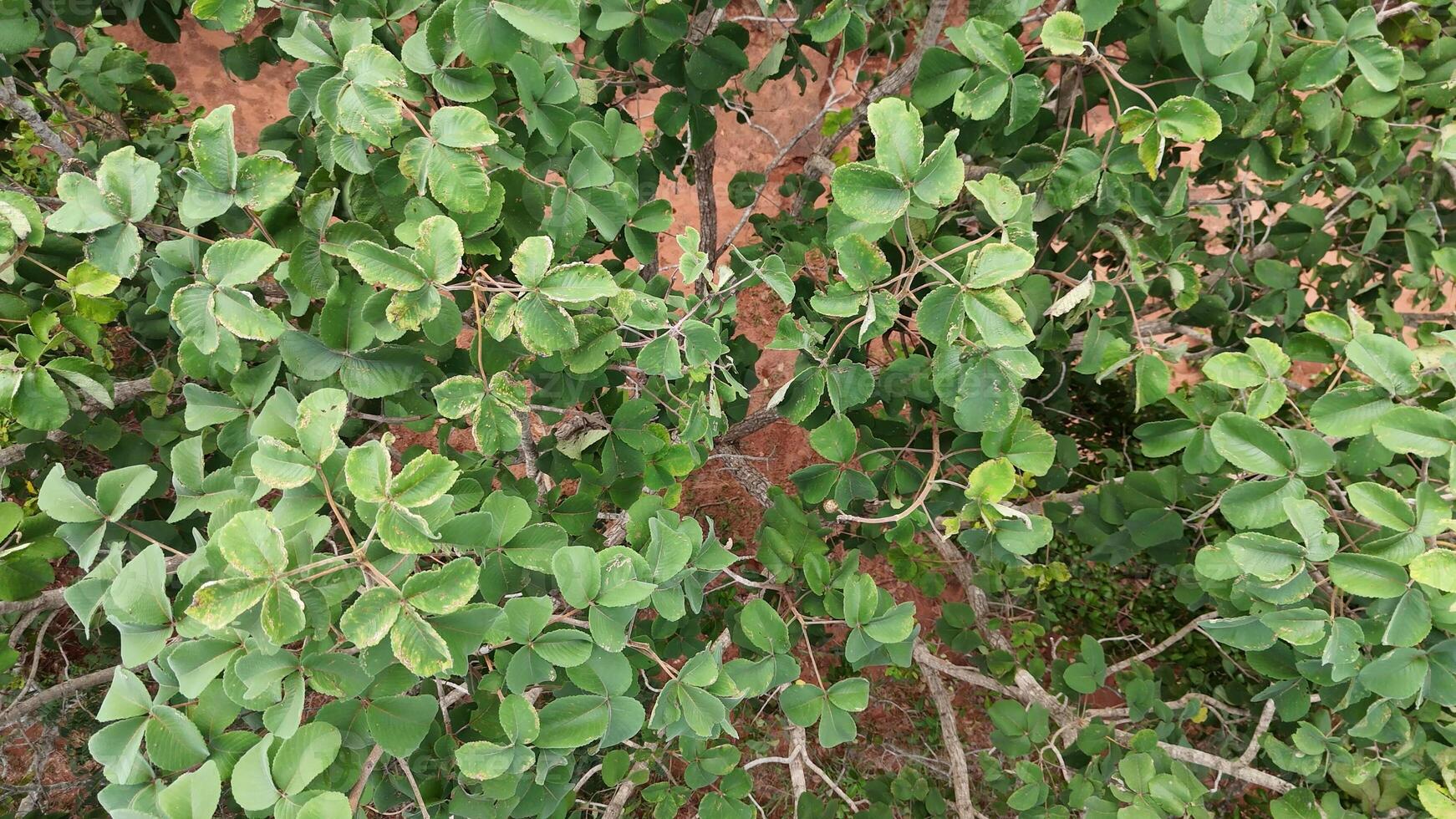 pekea nuez árbol hojas foto