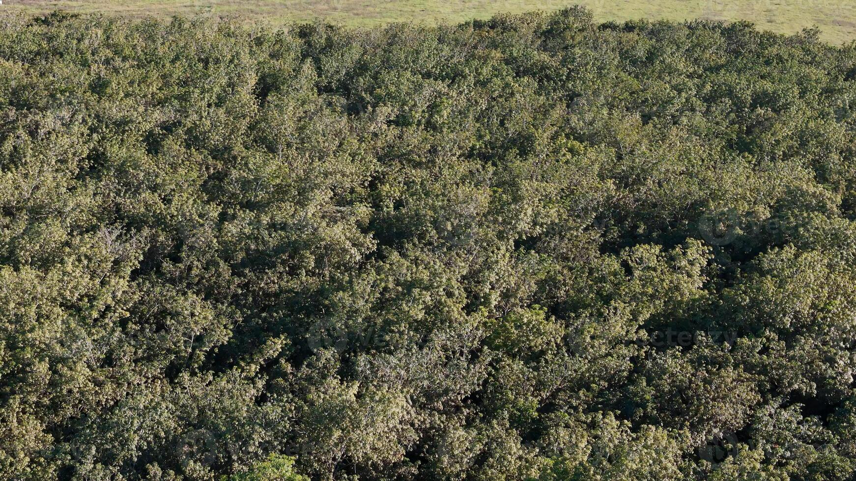 caucho árbol bosque para látex extracción foto