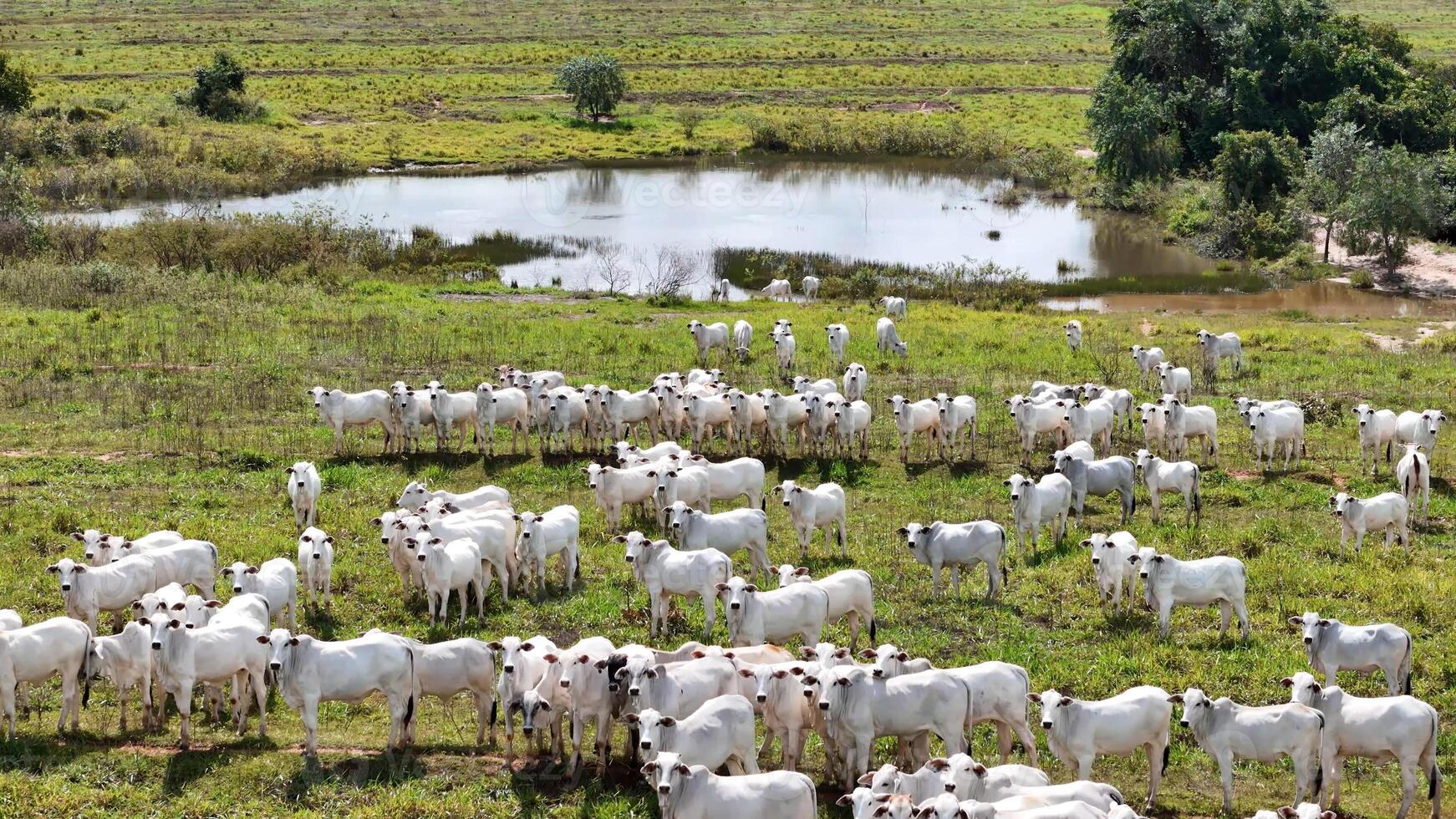 field pasture area with white cows grazing photo