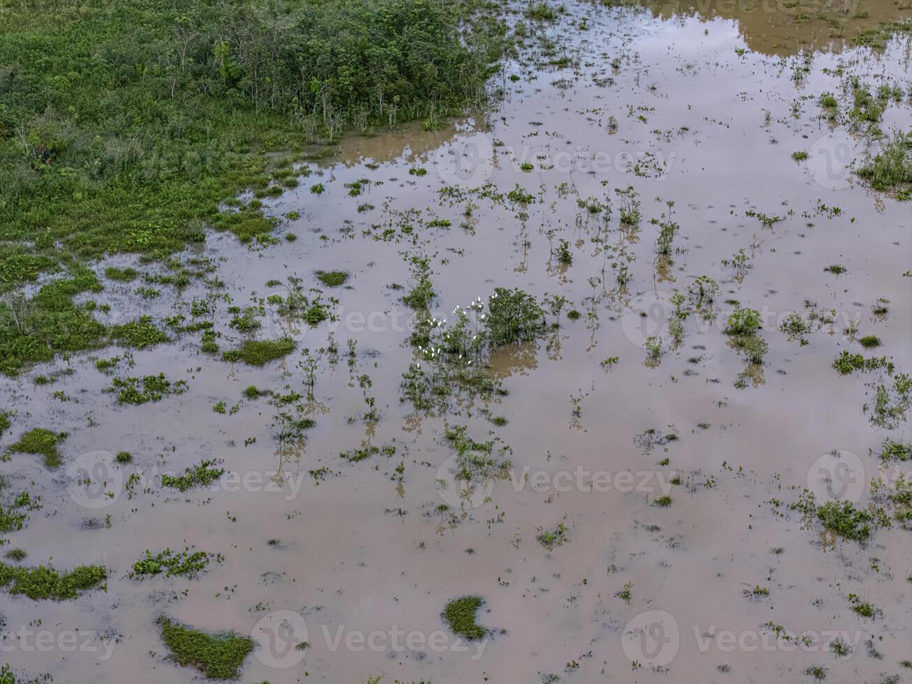 Small Swamp with white herons photo