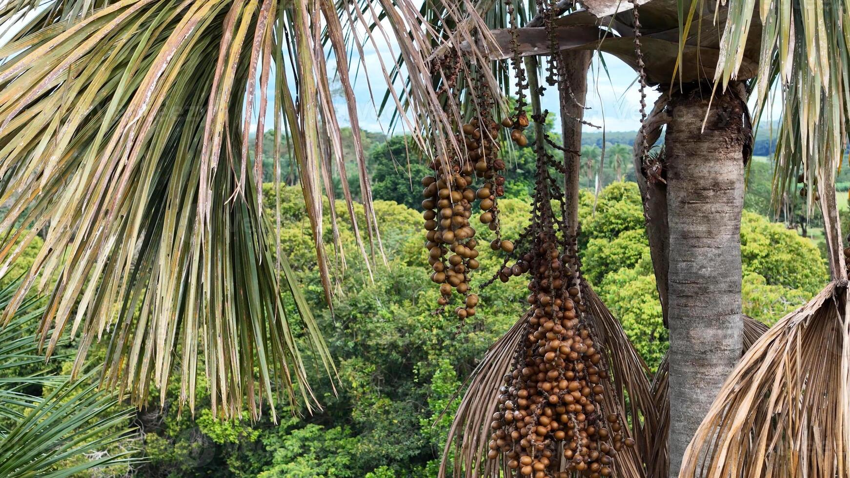 fruits of the buriti palm tree photo