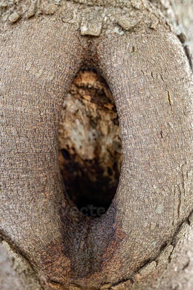 big hole in a tree trunk photo