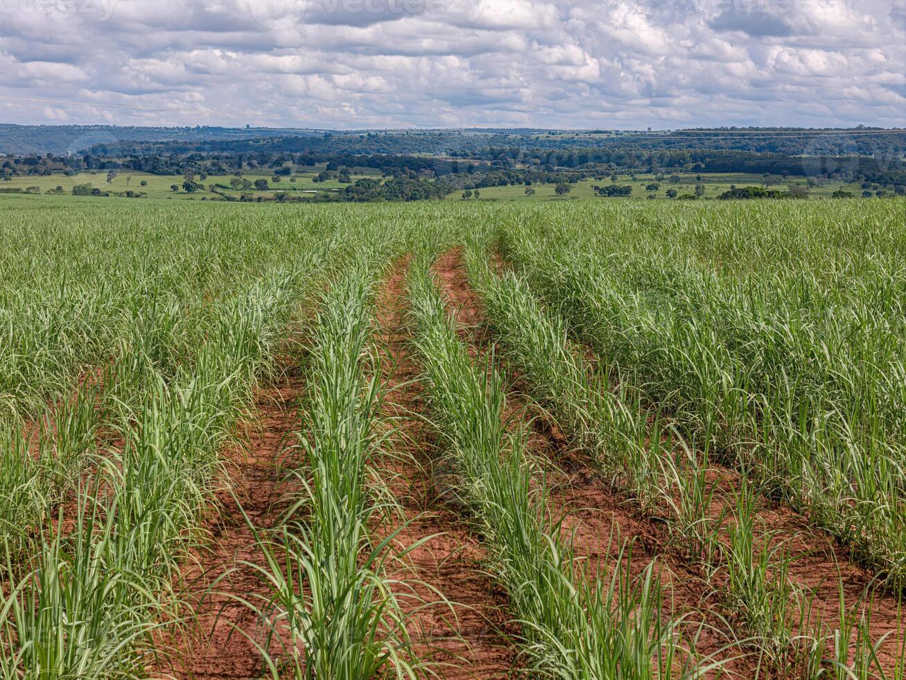 field sugar cane cultivation photo