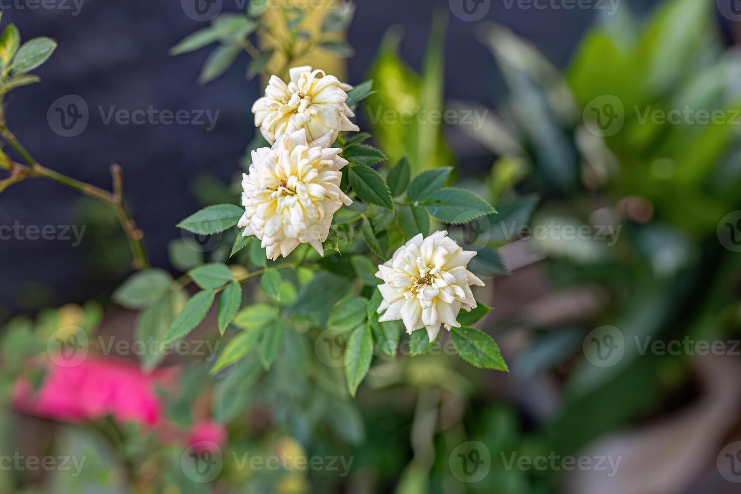 white flowers of rose plant photo