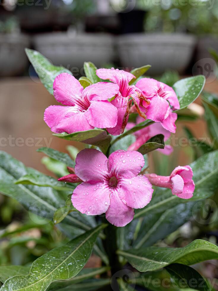 Desert Rose Plant photo