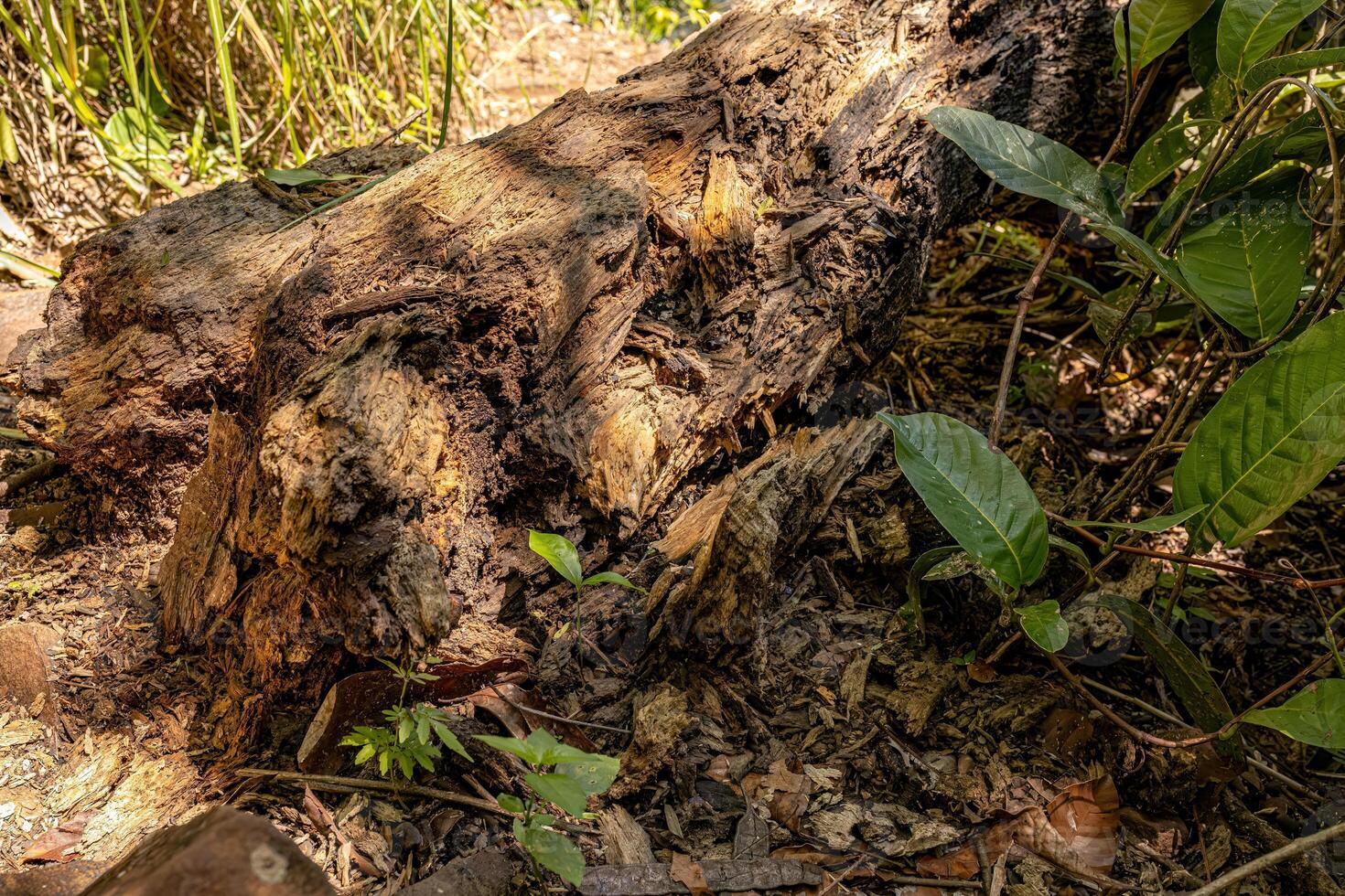 large tree trunk rotting on the ground photo
