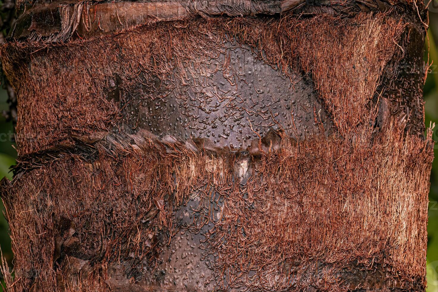 trunk of the buriti palm tree photo