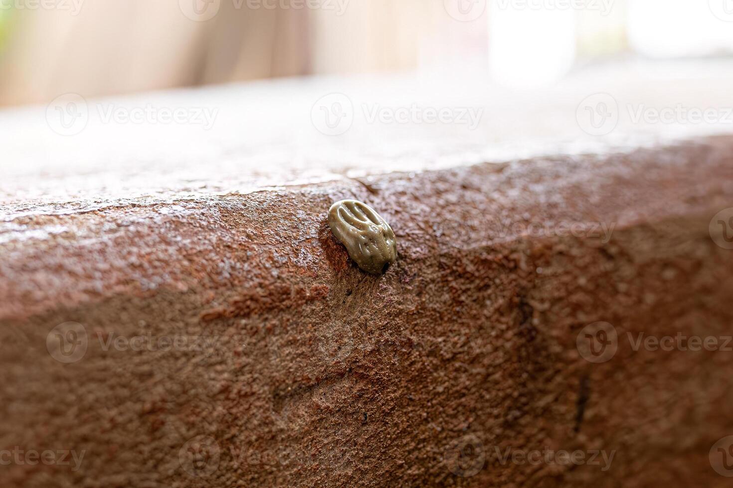 Female Adult Tick photo