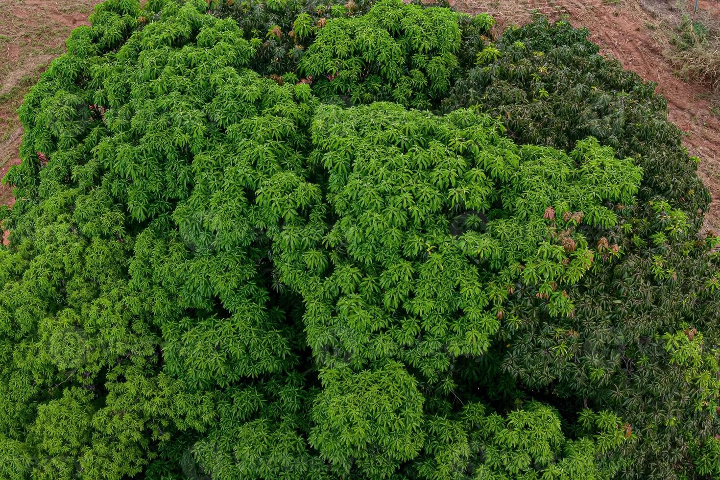 aéreo imagen de árbol parte superior mango foto