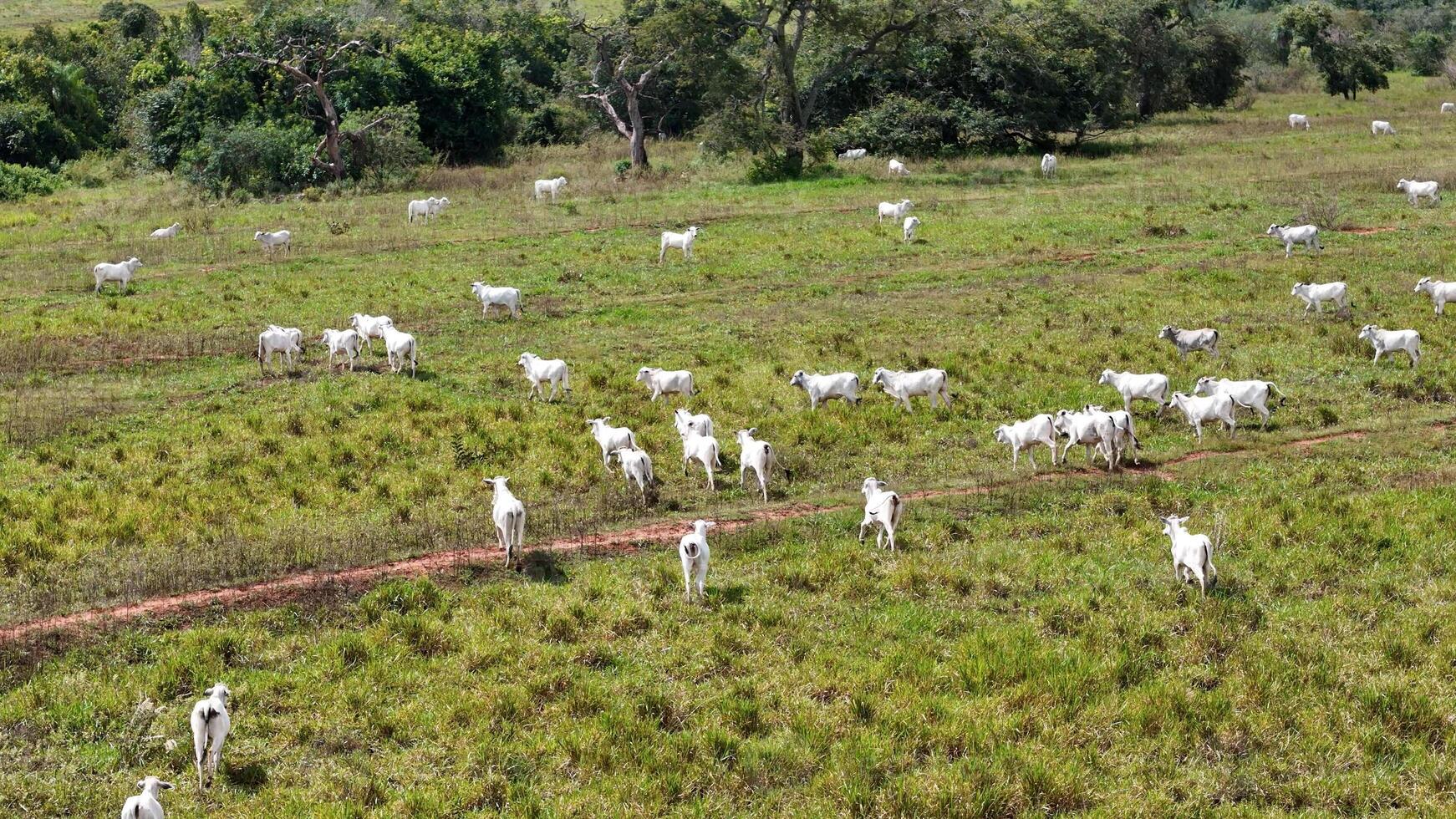 field pasture area with white cows grazing photo