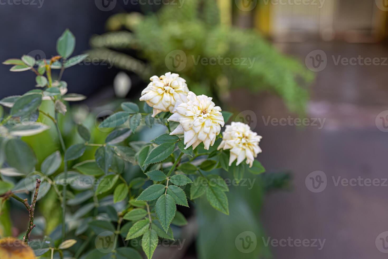 white flowers of rose plant photo