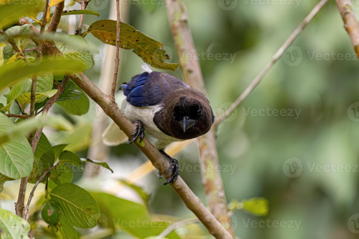 Curl crested Jay Bird photo