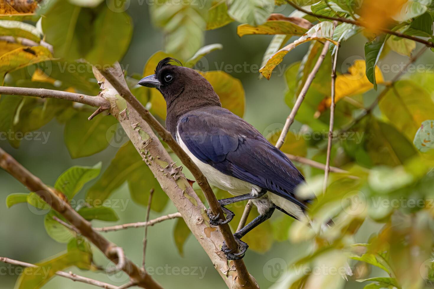 Curl crested Jay Bird photo