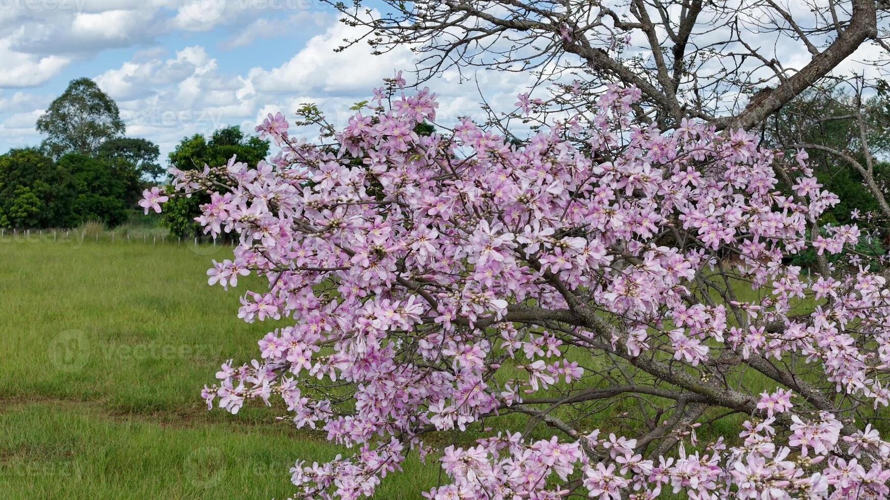 Silk Floss Tree photo