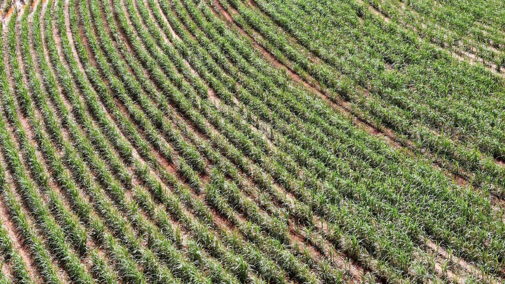 field sugar cane cultivation photo