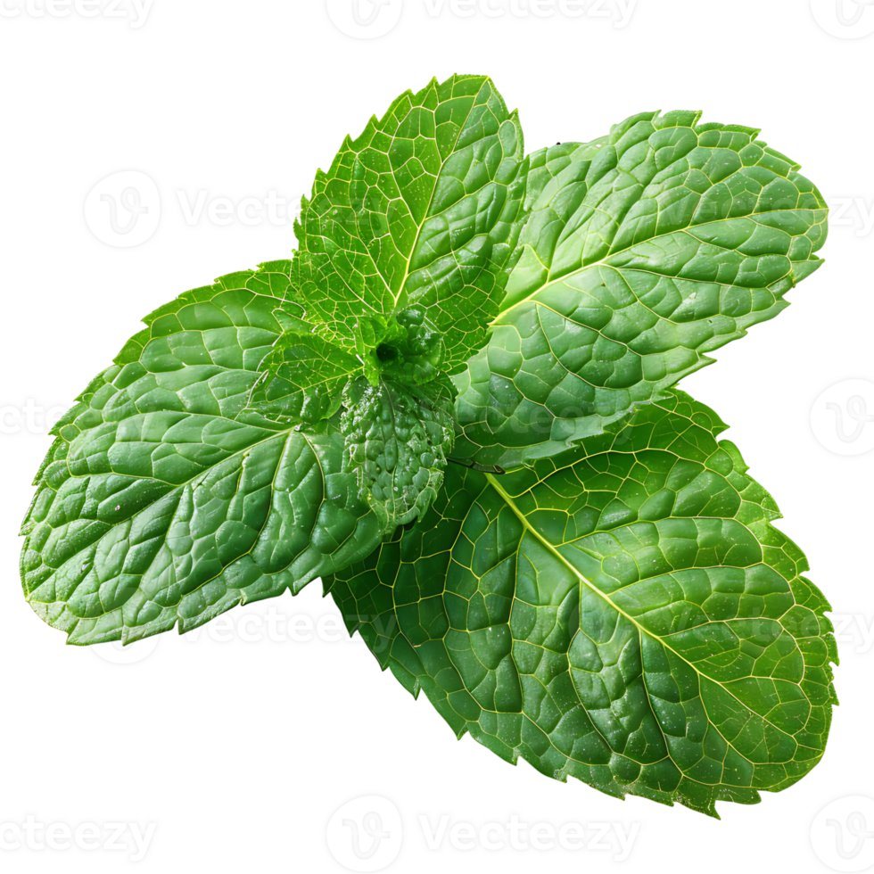 mint leaves on isolated transparent background png