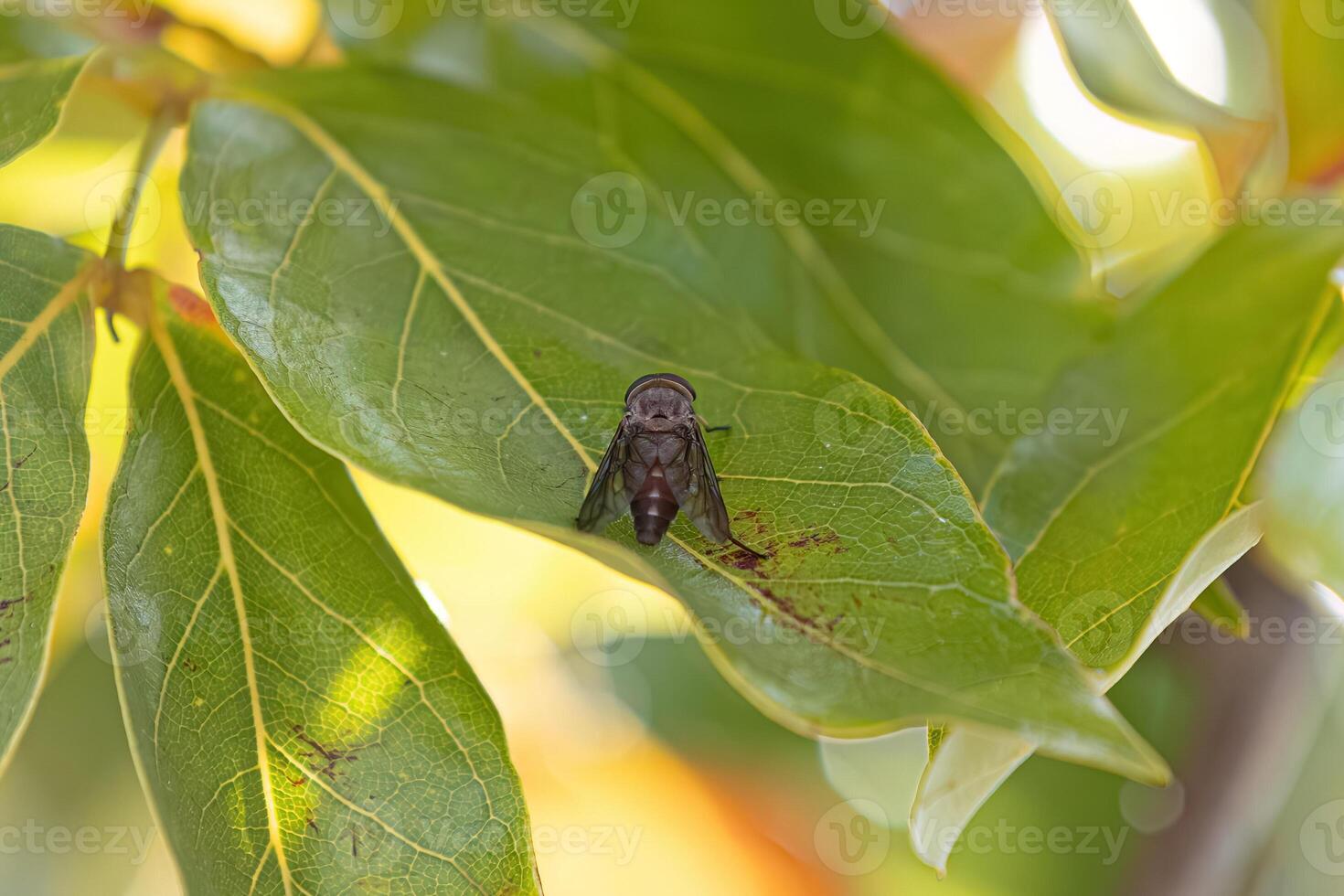 Horse Fly Insect photo