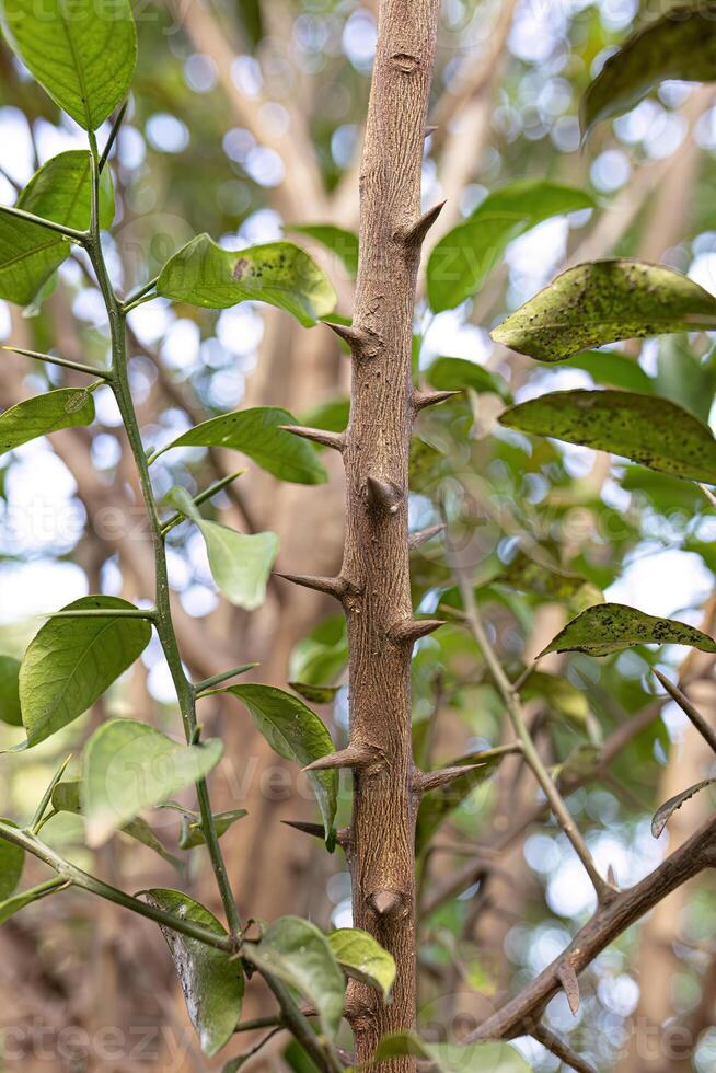 lemon tree branch with thorns photo