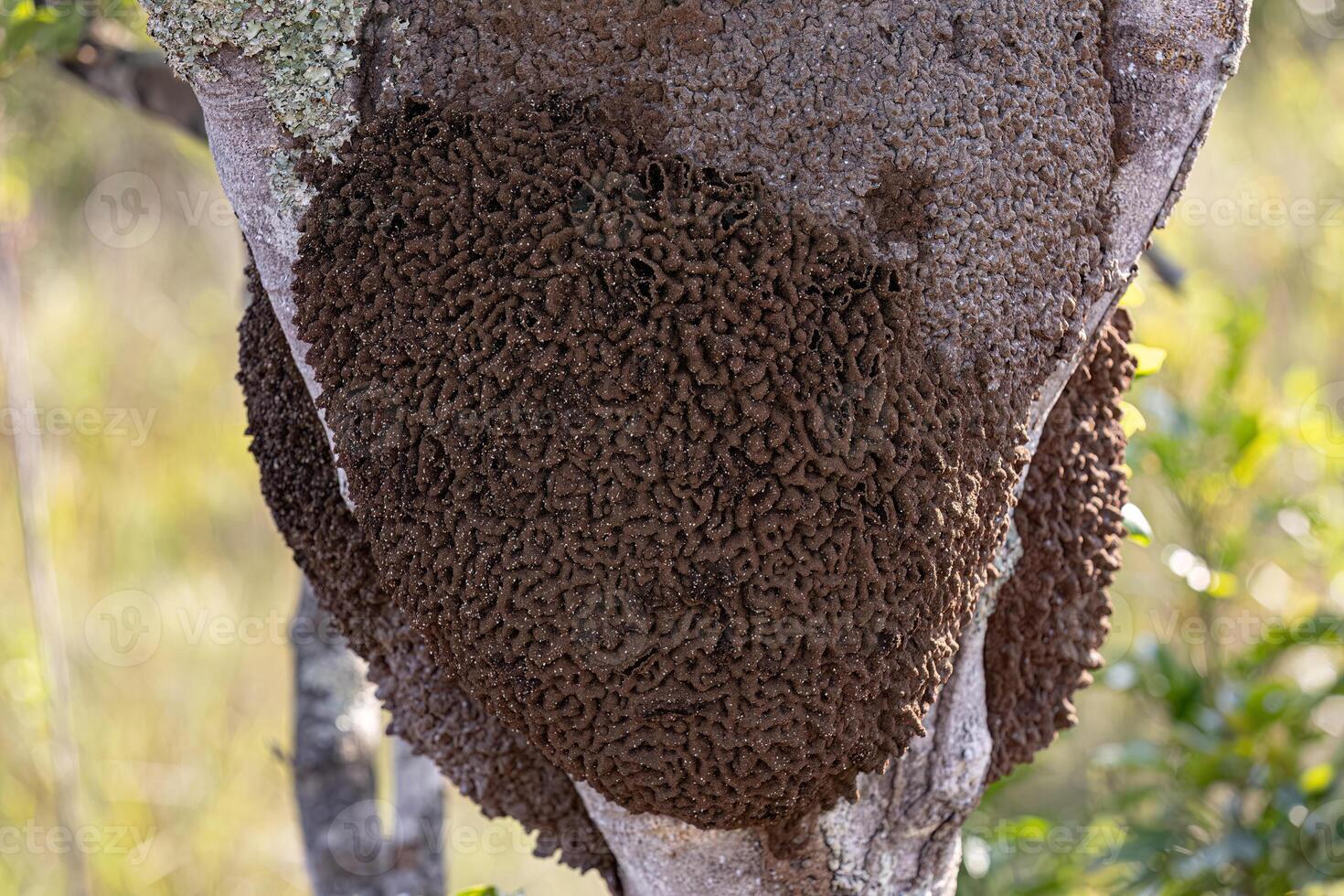 Termite Mound in a tree trunk photo