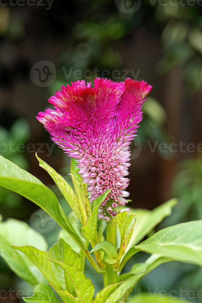 Quail Grass Flowering Plant photo