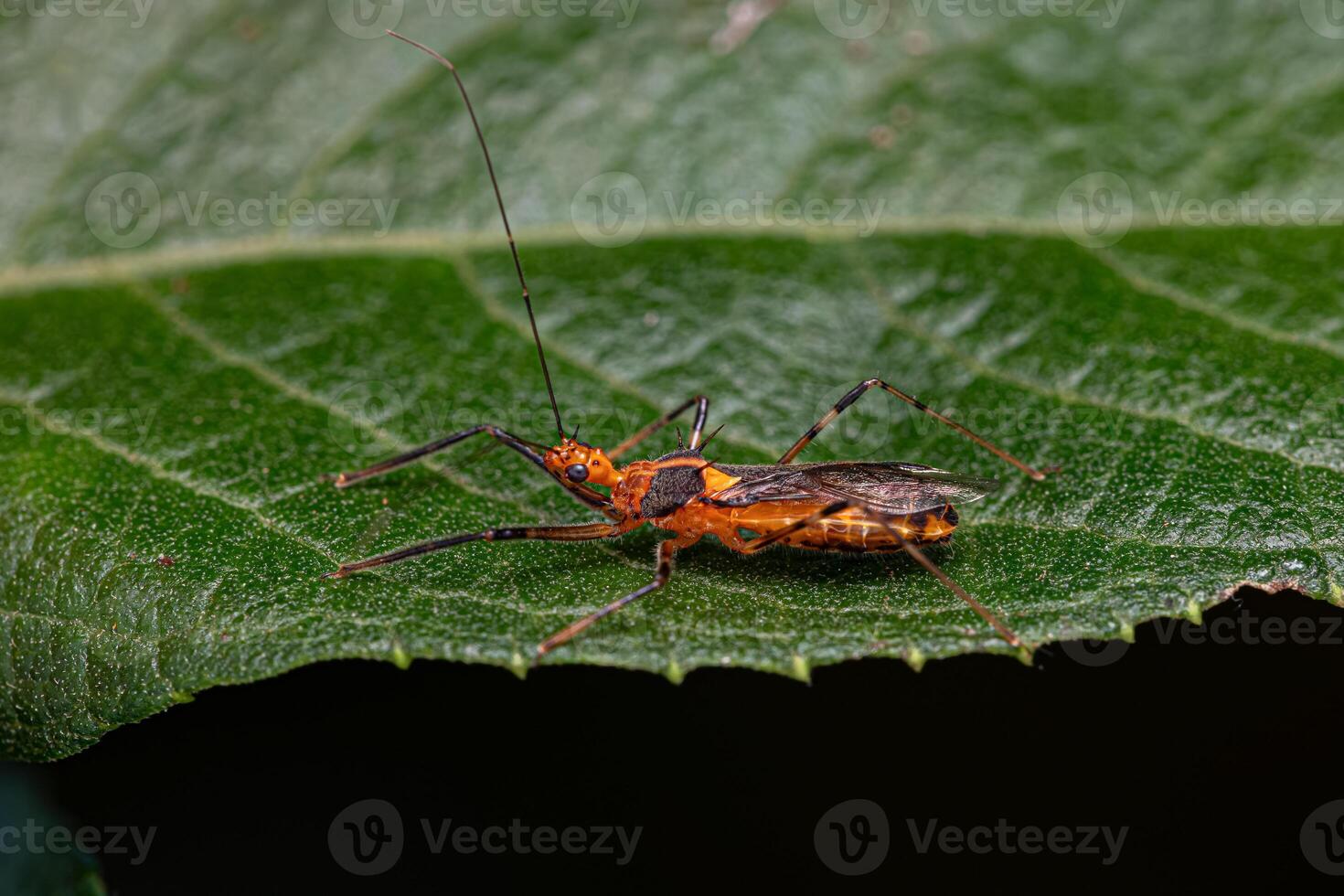 Adult Assassin Bug photo