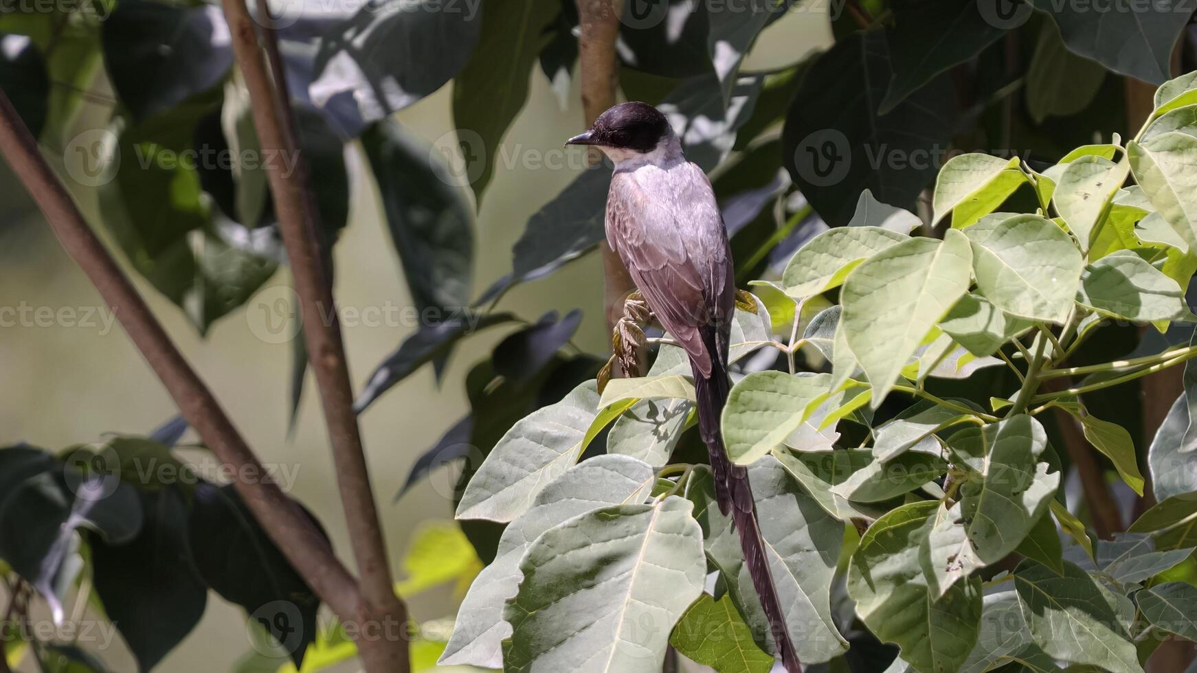 Fork tailed Flycatcher Bird photo