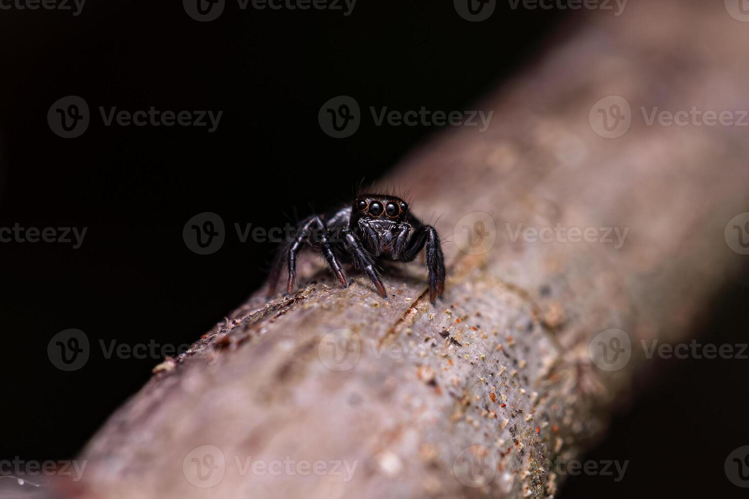 Small jumping spider photo