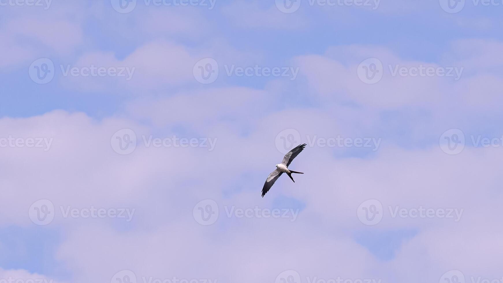 Swallow tailed Kite Bird photo