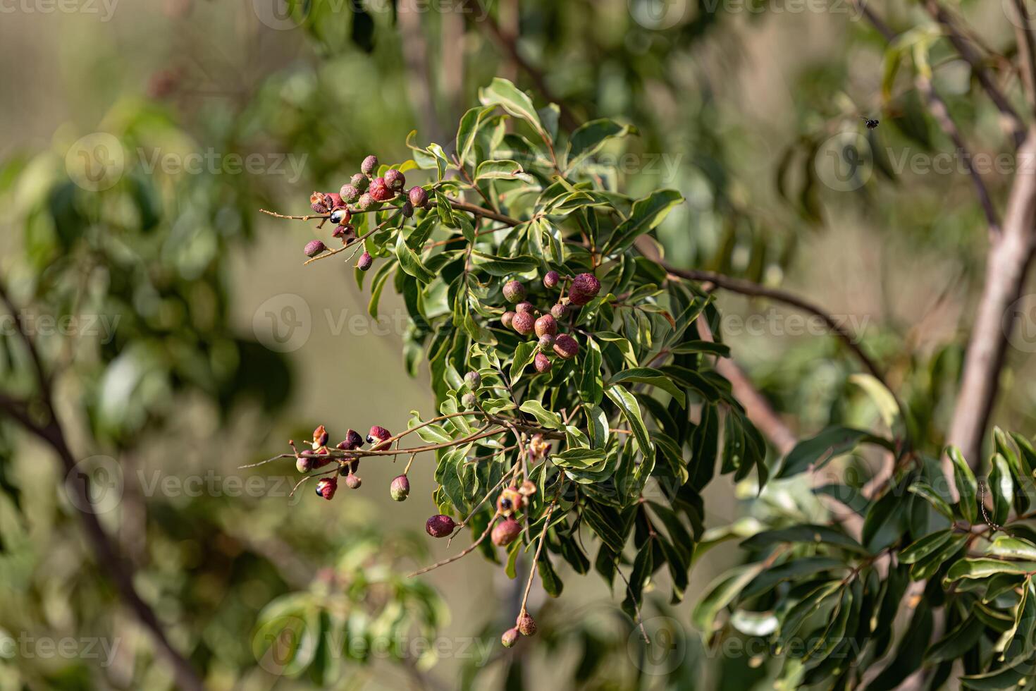 small red berries of angiosperm plant photo