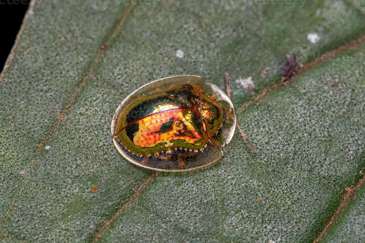 Adult Yellow Tortoise Beetle photo