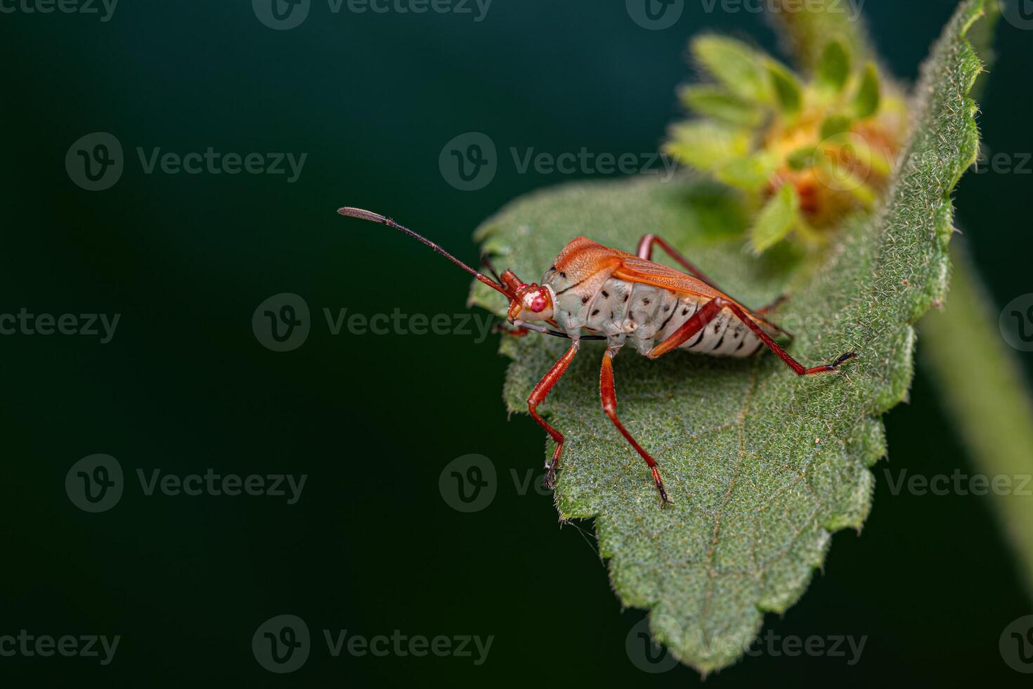 Adult Leaf-footed Bug photo