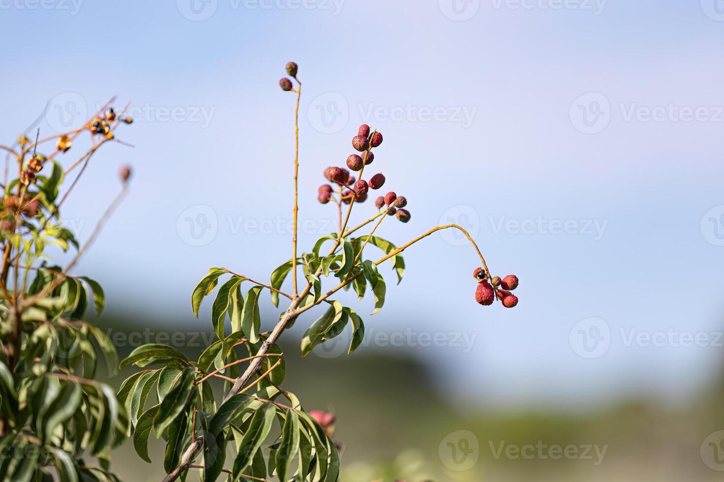 small red berries of angiosperm plant photo