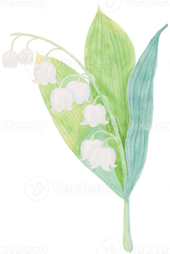Hand-Drawn Blooming Flower - Spring Flower Illustration png