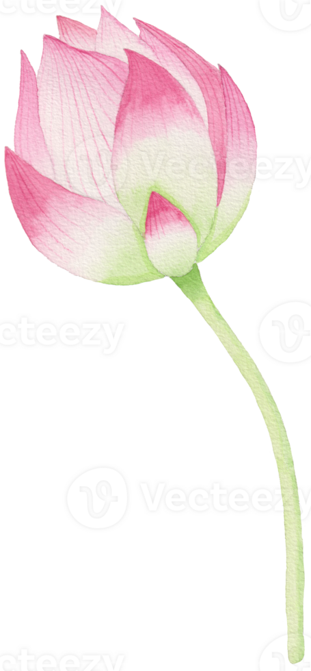 Hand-Drawn Blooming Flower - Spring Flower Illustration png