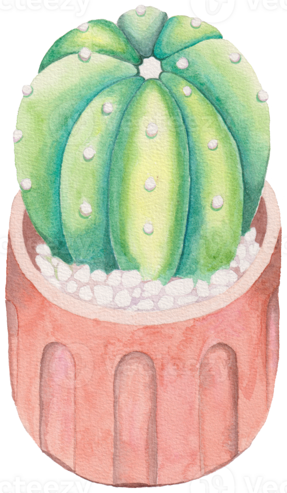 carino acquerello pianta clipart - Scarica botanico illustrazione png