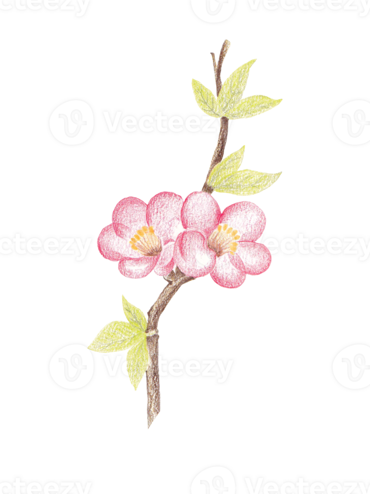 Hand-Drawn Blooming Flower - Spring Flower Illustration png