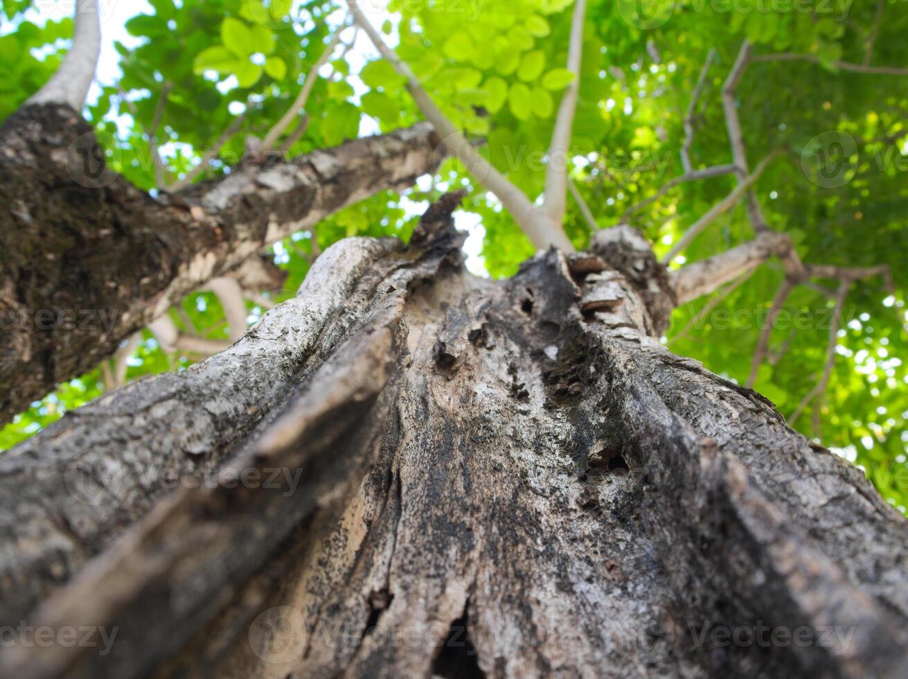 Texture surface of large trees on leaves background photo