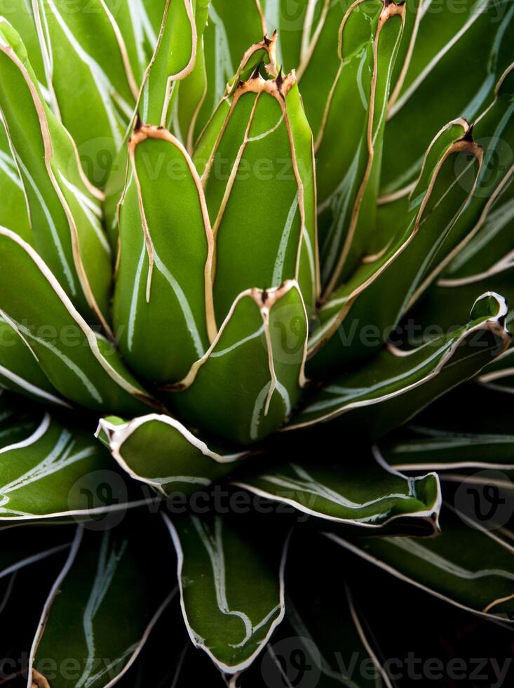 Primer plano de plantas suculentas, hojas frescas detalle de agave victoriae reginae foto