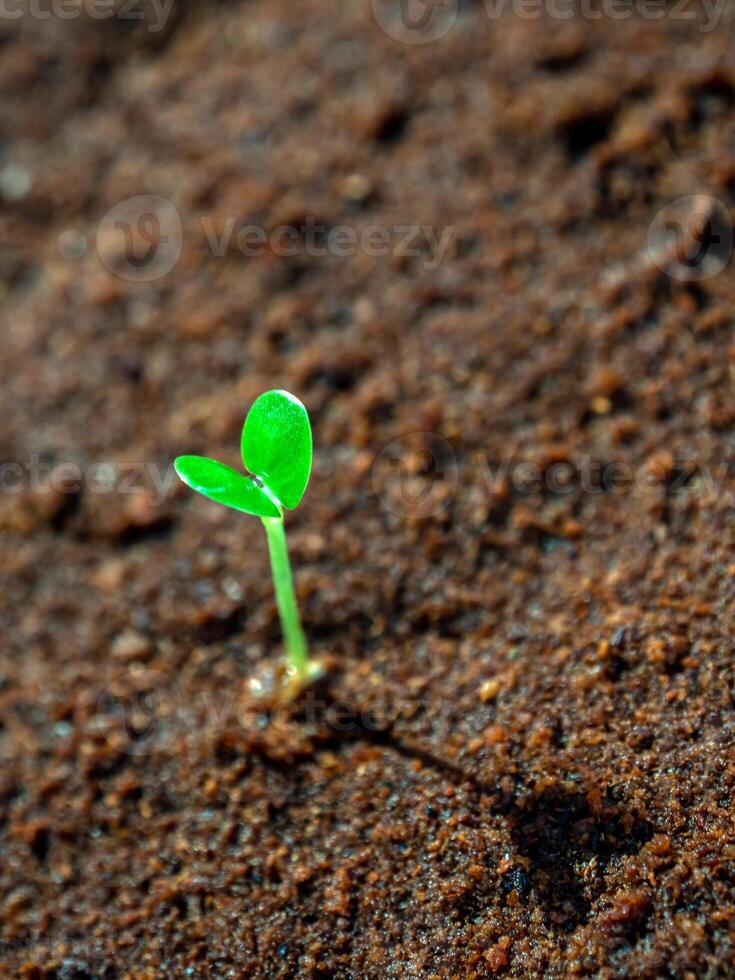 joven plántulas crecimiento en húmedo suelo foto