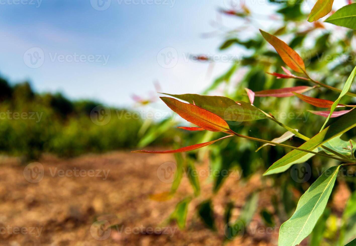 Row of Growth Eucalyptus tree in the plantation photo