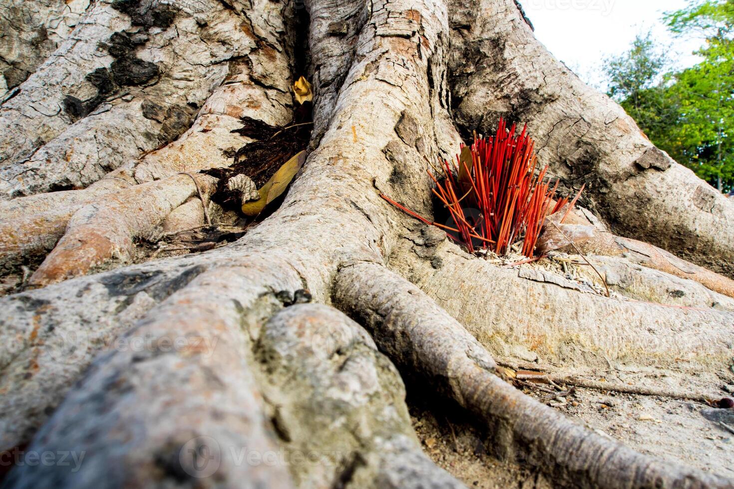 Adoración con varitas de incienso que se ofrecen en las raíces del árbol banyan foto