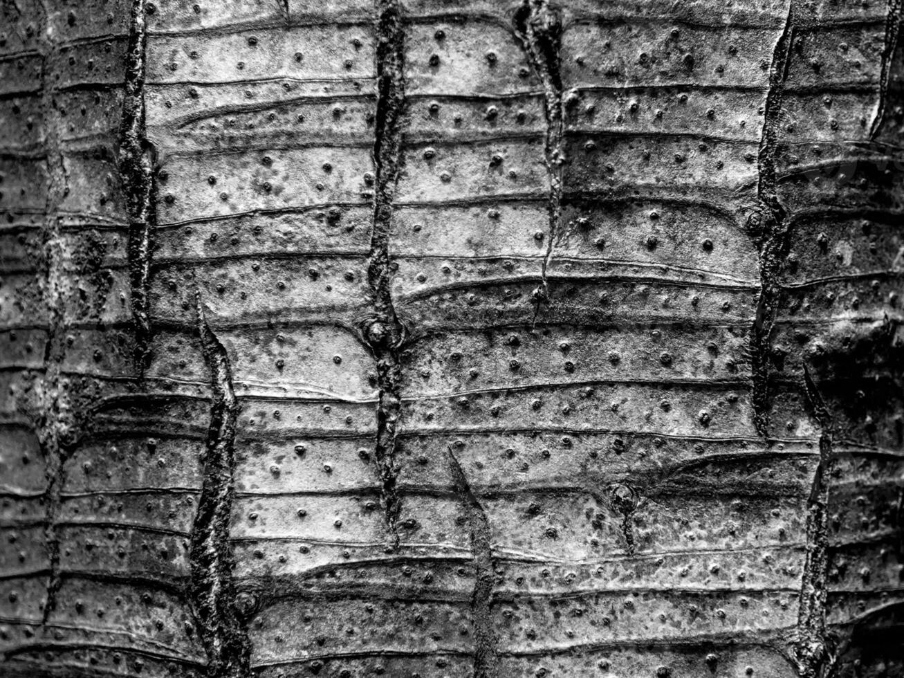 Abstract Surface texture and trenches on the bark of tree trunk photo